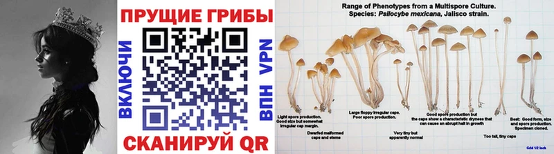 Псилоцибиновые грибы Psilocybine cubensis blacksprut онион Новый Оскол